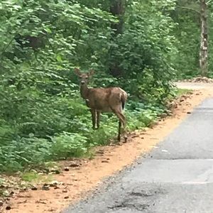 Meet your Posher, Renee